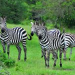 Lake-Mburo-NP-zebra