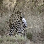 TTP24Queen-68